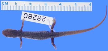 Media type: image; Herpetology A-28280